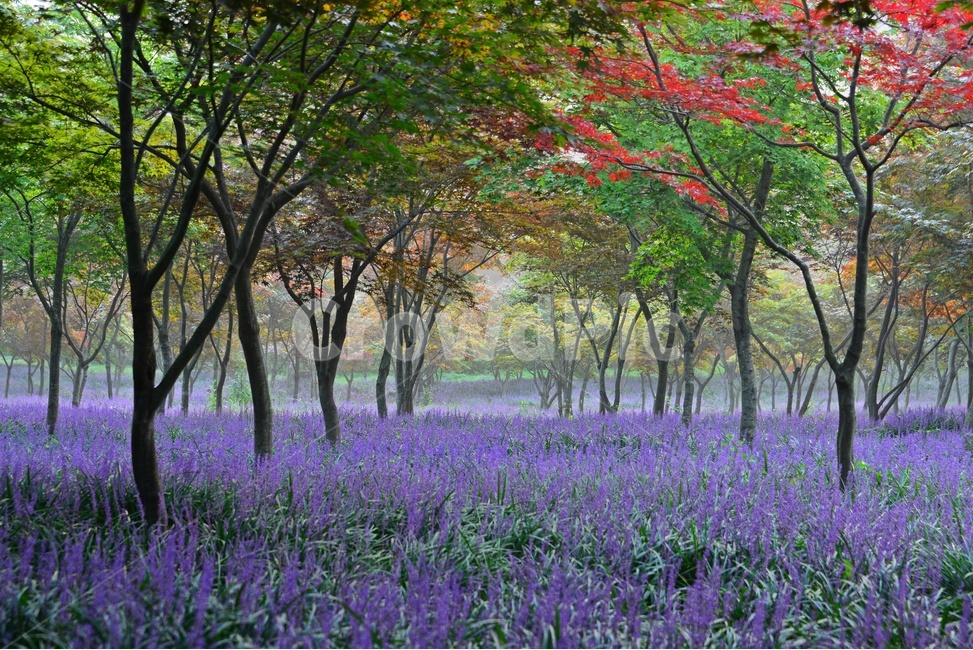 flower,blossom,꽃,tree,나무,plant,식물,forest,숲,nature,자연,woodland,삼림지,vegetation,초목,outdoors,옥외,화순,만연산,산림공원,맥문동,맥문동꽃,맥문동군락지
