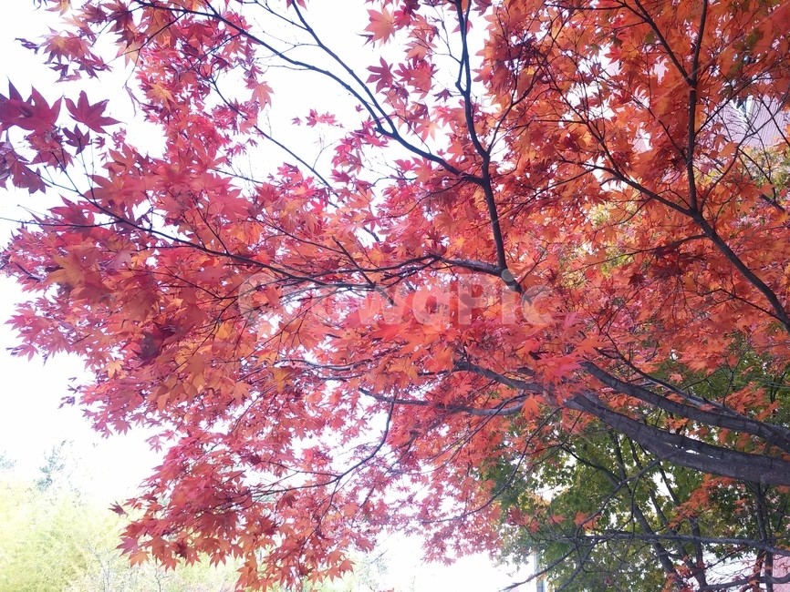 나무,식물,tree,잎,단풍