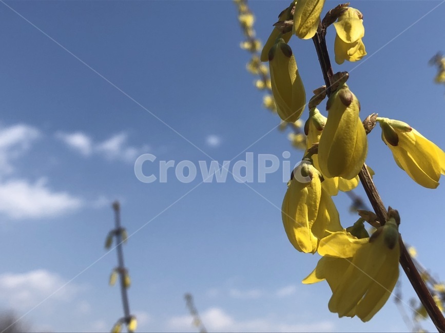 개나리,노랑색,꽃,하늘,구름,white,봄,spring,flower