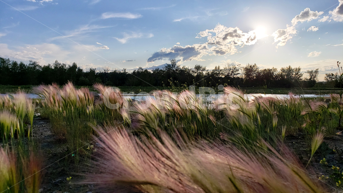 빛,플레어,자연,light,flare,nature,식물,잔디,plant,grass,갈대,reed