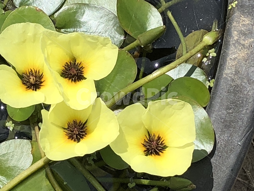 궁남지,연꽃축제,물양귀비,꽃,식물