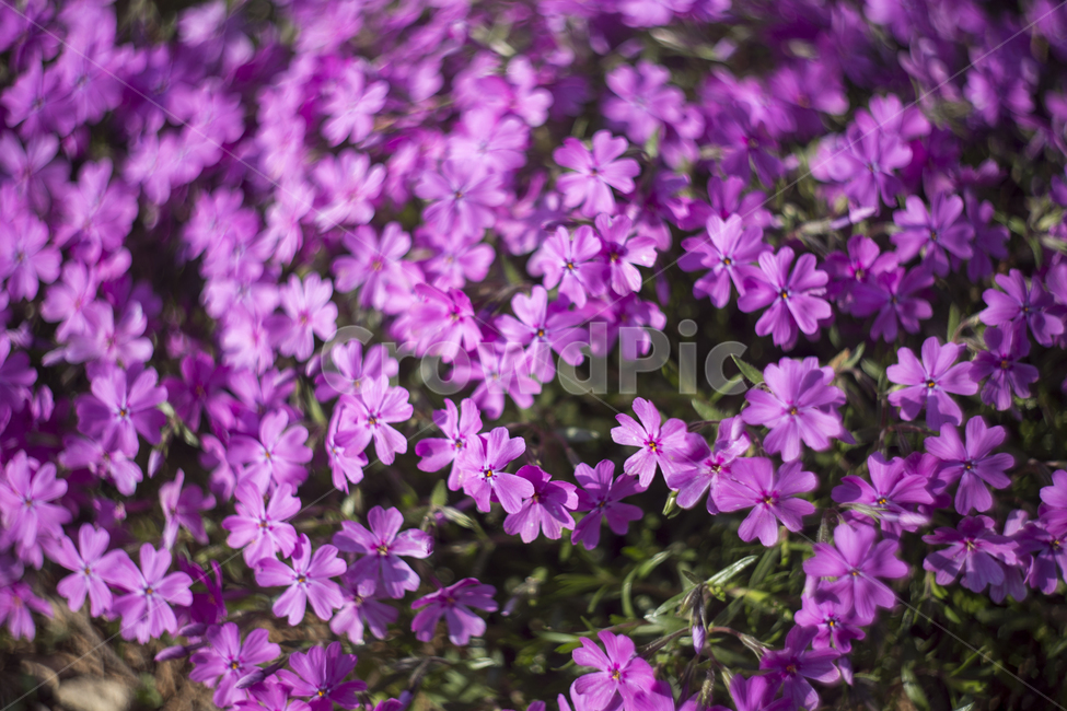 봄,꽃,튤립,꽃잎,분위기,감성,푸름,잎,봄,계절,spring,season,식물,자연,plants,nature,꽃,flower,blossom,geranium,제라늄,plant