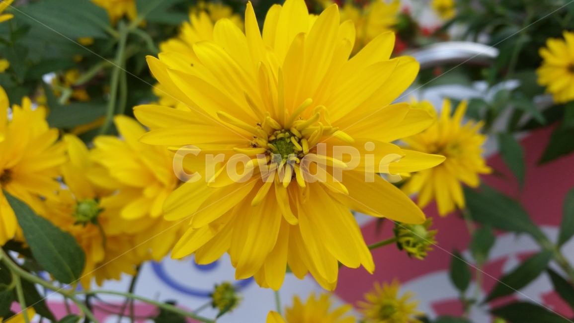 식물,pollen,yellow,당당함,배경,꽃