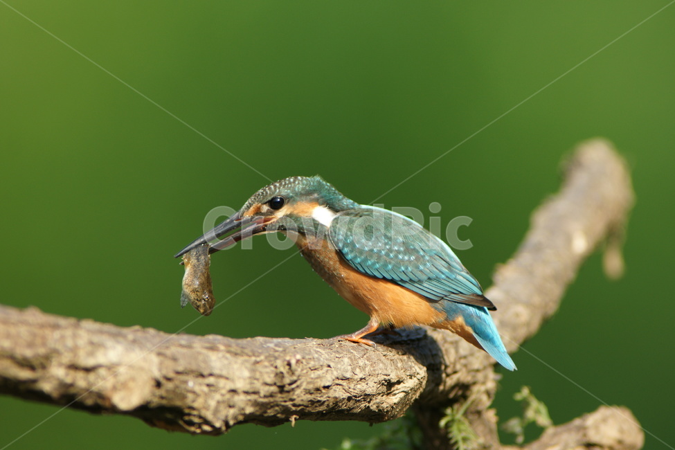 물총새,조류,하천,철새,새,동물,animal,조류,새,birds