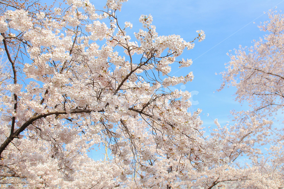 벚꽃,봄,꽃,봄꽃,계절,flower,blossom,cherryblossom,spring,하늘,봄,계절,spring,season,꽃,flower