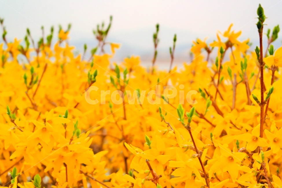 개나리,봄꽃,꽃,봄,공원,봄나들이,꽃놀이,꽃구경,꽃길,노란꽃,노란색,yellow,flower