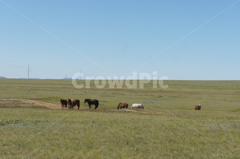 초원,몽골,하늘,지평선,동물,말,풍경,field,들,nature,자연,animal,포유류,outdoors,옥외,grassland,목초지