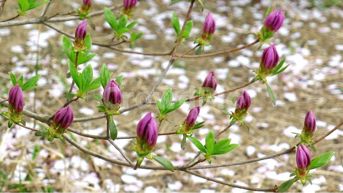 식물,자연,봄,정원,꽃,식물,자연,plants,nature,꽃,flower