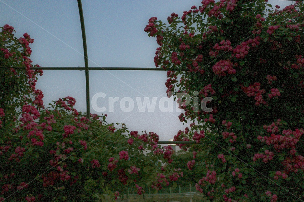 감성,꽃,장미,장미꽃,감성사진,정원,flower,식물,blossom