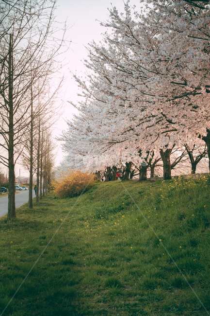 blossom,꽃,flower,벚꽃,cherryblossom,풍경,맥도생태공원,나무