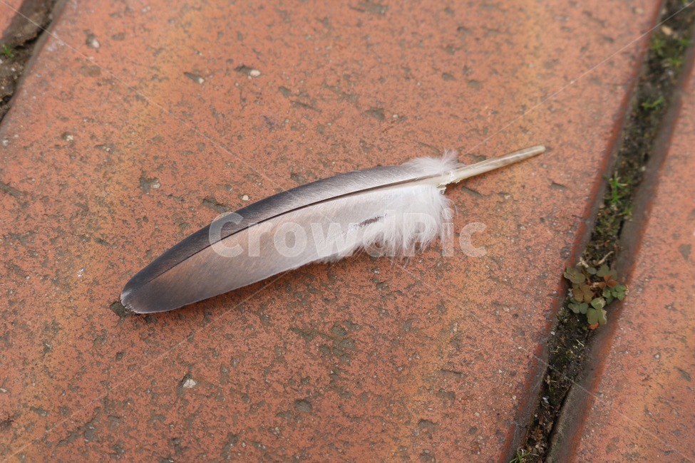 새,털,깃털,bird,tori,feather,umou