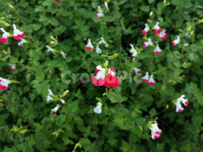 사랑꽃,꽃,사랑,식물,빨강꽃,식물,자연,plants,nature,꽃,flower