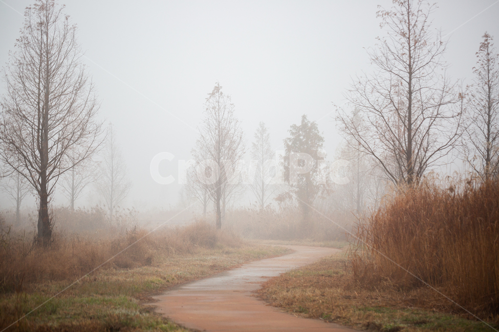 자연,풍경,늦가을,아침,안개,생태공원,몽환적,가을,계절,fall,autumn,season,자연,풍경,nature,landscape,weather,날씨,outdoors,옥외,fog