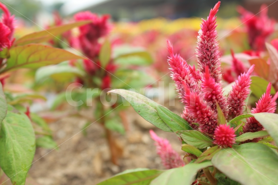 경마공원,나들이,식물,화단,풍경,식물,자연,plants,nature,꽃,flower