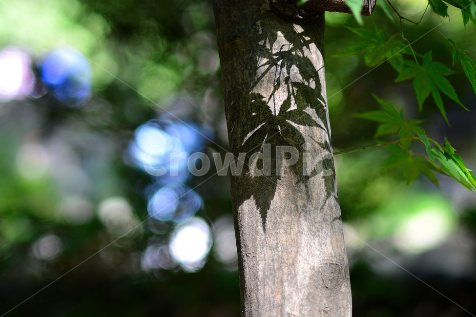 식물,자연,단풍잎,그림자,풍경,자연,풍경,nature,landscape,tree,나무,plant