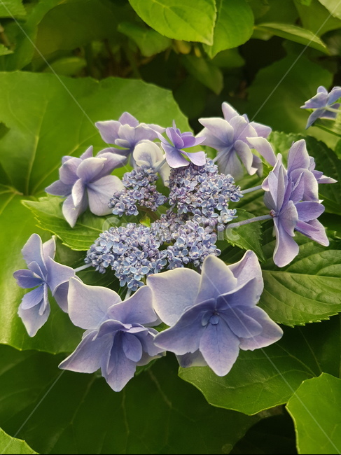 식물,plant,꽃,flower,수국,산수국,hydrangea