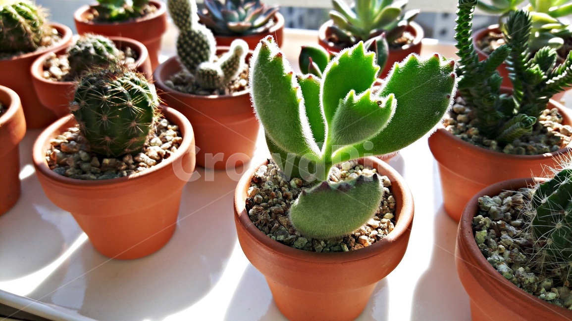 선인장,화분,미니화분,공기정화식물,다육식물,다육이,토분,식물,cactus,flowerpot,succulent,plant,실내용화초,화분,화초,house plant