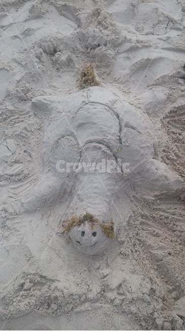 바다,거북이,모래,모래사장,해변,해변,바다,beach,sea