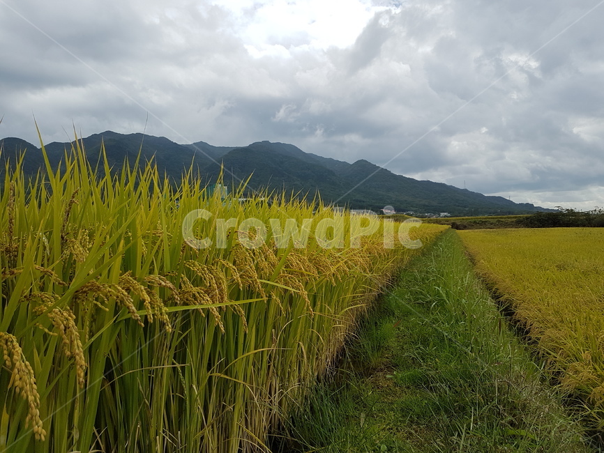 풍년,쌀,하늘,들판,구름,산업,industry,industrial,농업,농사,agriculture,farming,farming industry