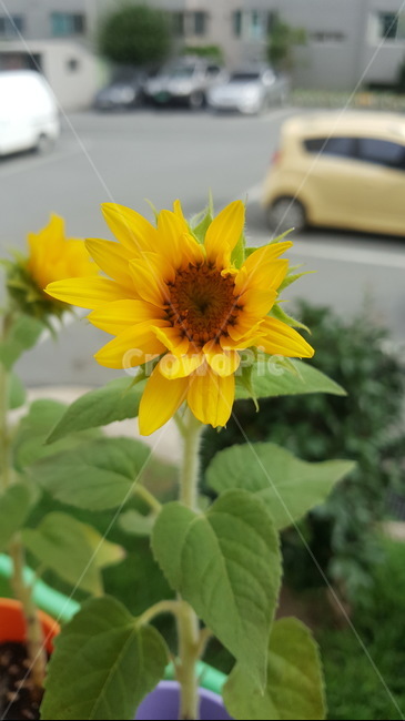 해바라기,꽃,노란꽃,미니해바라기,초록