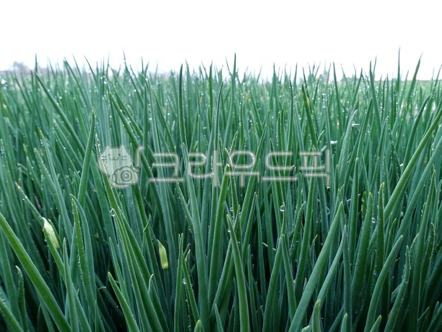 plant, 파, 쪽파, 빗방울, 물방울, 사진,이미지,일러스트,캘리그라피 - 네모유작가