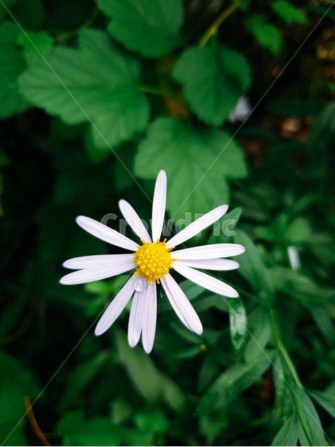 꽃,힐링,자연,물방울,꽃향,식물,식물,자연,plants,nature,꽃,flower