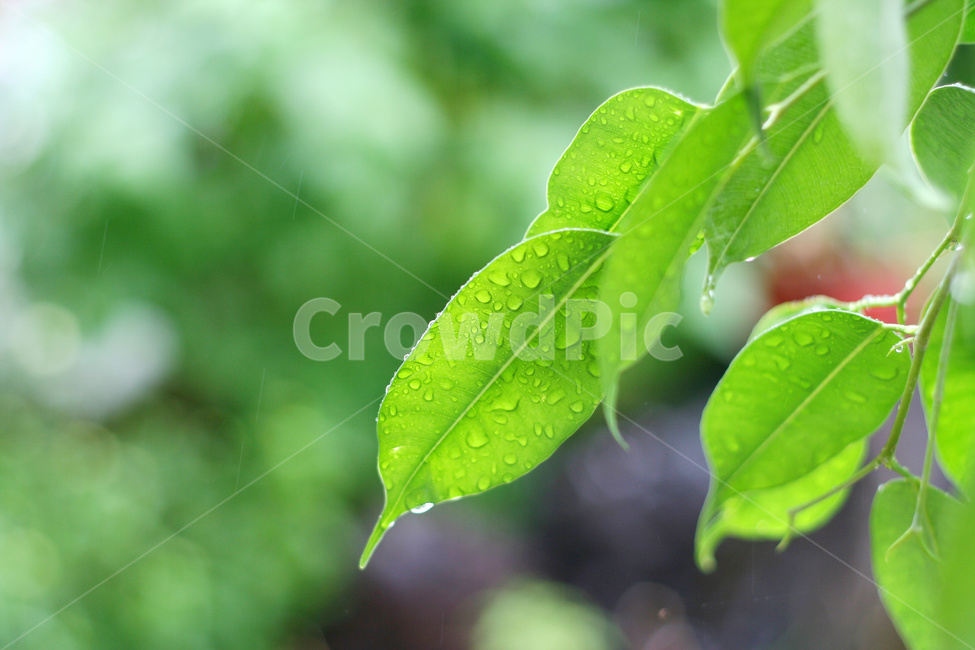 나뭇잎,잎,잎새,나무,자연,초록잎,식물,자연,plants,nature