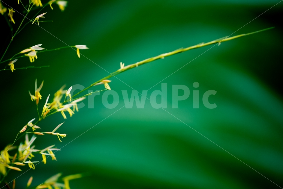 자연,연잎,풀,꽃,색감,녹색,노랑색,식물,자연,plants,nature