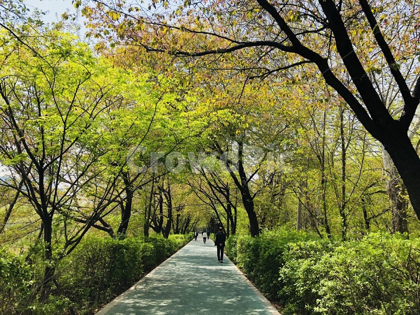 공원,푸른,길,나무,산책,nature,자연,자연,풍경,nature,landscape