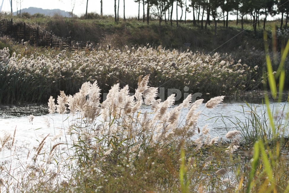 갈대,식물,가을,감성사진,호수,꽃,억새,가을,계절,fall,autumn,season,식물,자연,plants,nature,grass,잔디,plant,lawn,reed