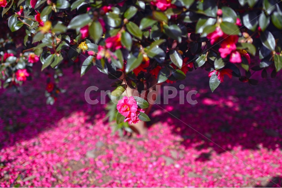 식물,꽃,blossom,flower,꽃잎,동백,진핑크,동백꽃,동백나무,제주풍경,풍경,식물,자연,plants,nature,꽃,flower
