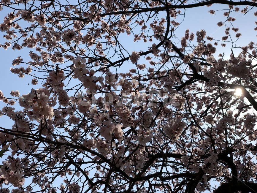 plant,식물,벚꽃,cherryblossom,꽃,봄,나들이,나무,식물,자연,plants,nature,꽃,flower