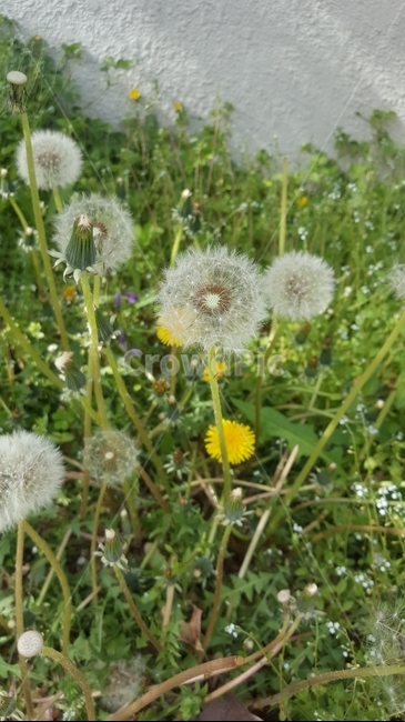 민들레,민들레홀씨,dandelion,꽃,flower,홀씨,plants,봄,식물,자연,plants,nature,꽃,flower