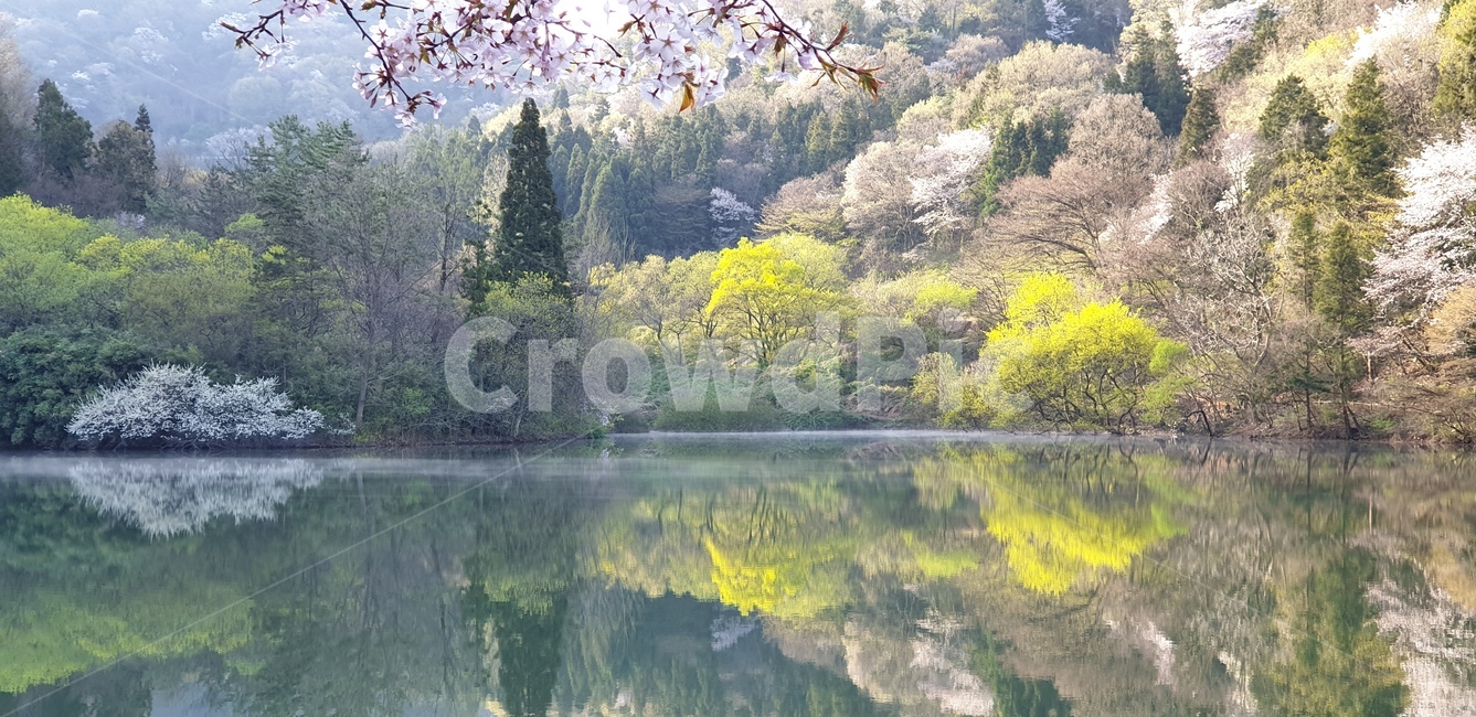 세량지,벗꽃,봄풍경,호수,자연,자연,풍경,nature,landscape,plant,식물