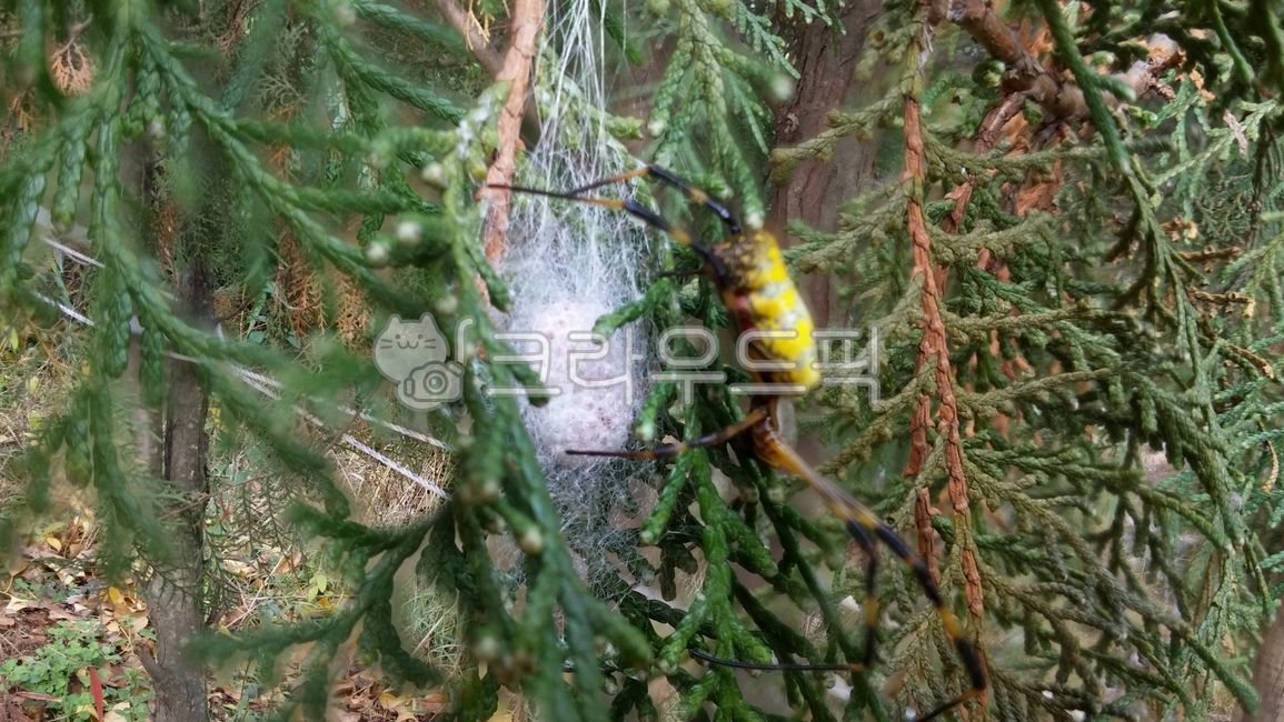 곤충,거미,거미알,거미집,자연,tree