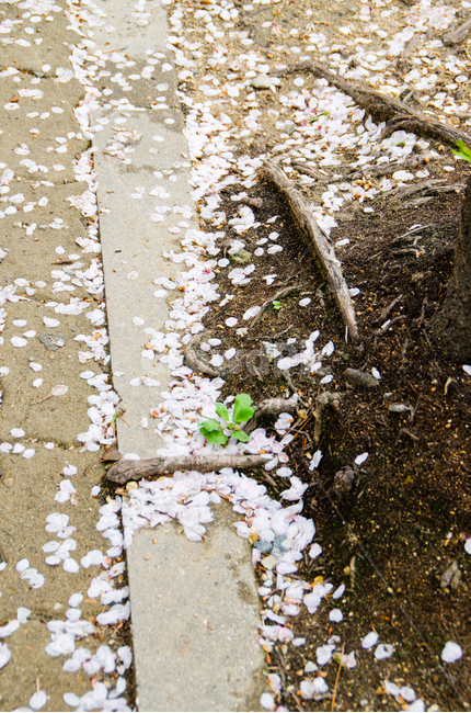 벚꽃,봄,자연,꽃,나무,cherryblossom,spring,natural,flower,tree,싱그러움,fresh,하얀,white,낙화,falling,도보,꽃잎,flowerleaf,road