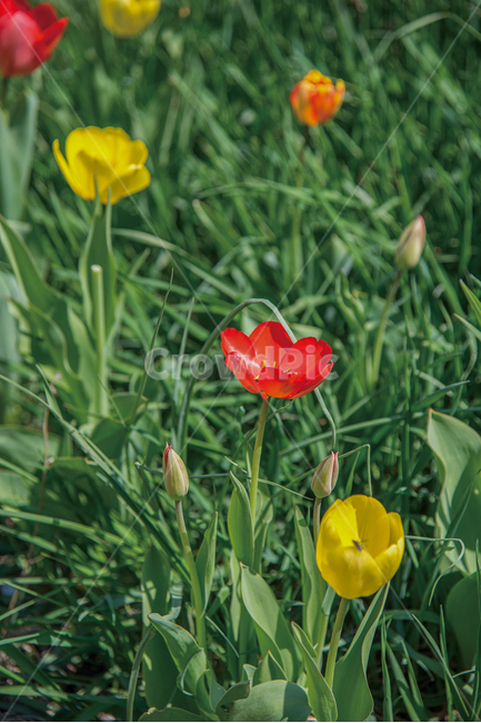 튤립,봄꽃,봄,꽃,가든,정원,식물,flower,garen,spring,식물,자연,plants,nature,꽃,flower