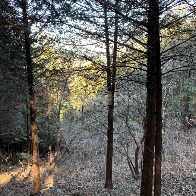 나무,숲,산,자연,평화,자연,풍경,nature,landscape,tree,plant,식물