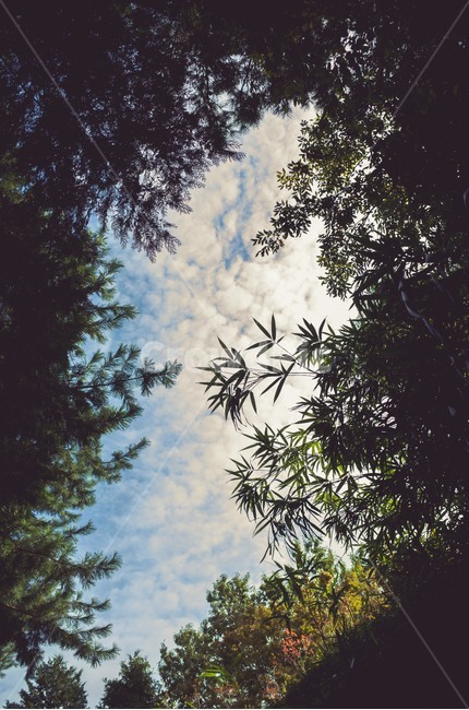 tree,나무,plant,식물,공원