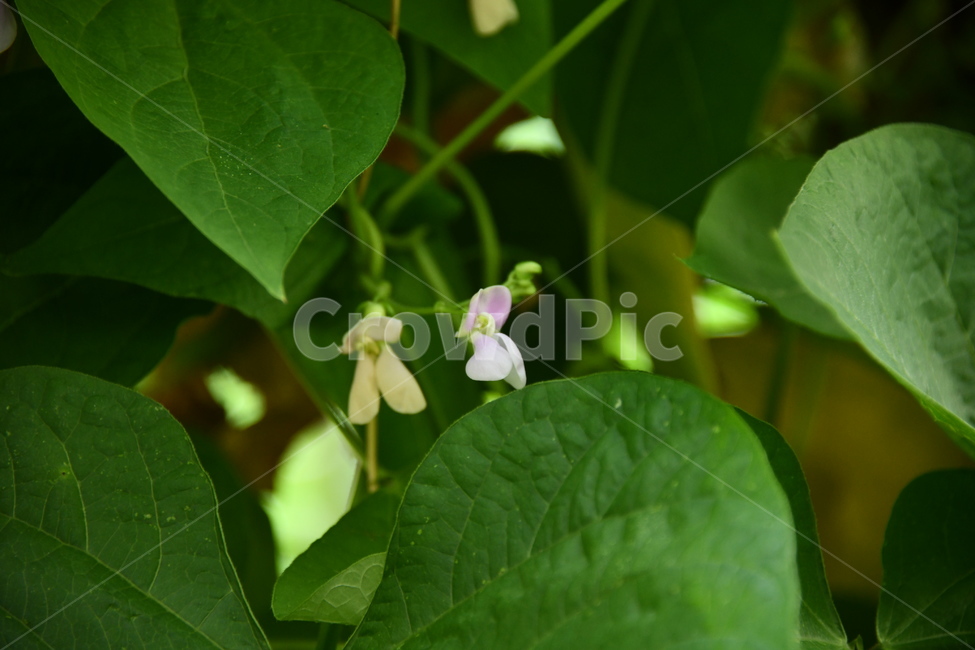 식물,열매,꽃,flower,잎,plant,식물,자연,plants,nature,꽃,flower