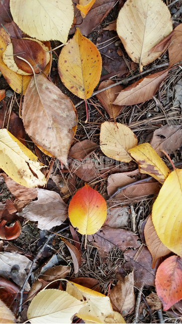 낙엽,가을,단풍,단풍잎,땅,갈색,노란색,붉은색,나뭇가지,가을,계절,fall,autumn,season,plant,식물,leaf,잎,ground,바닥