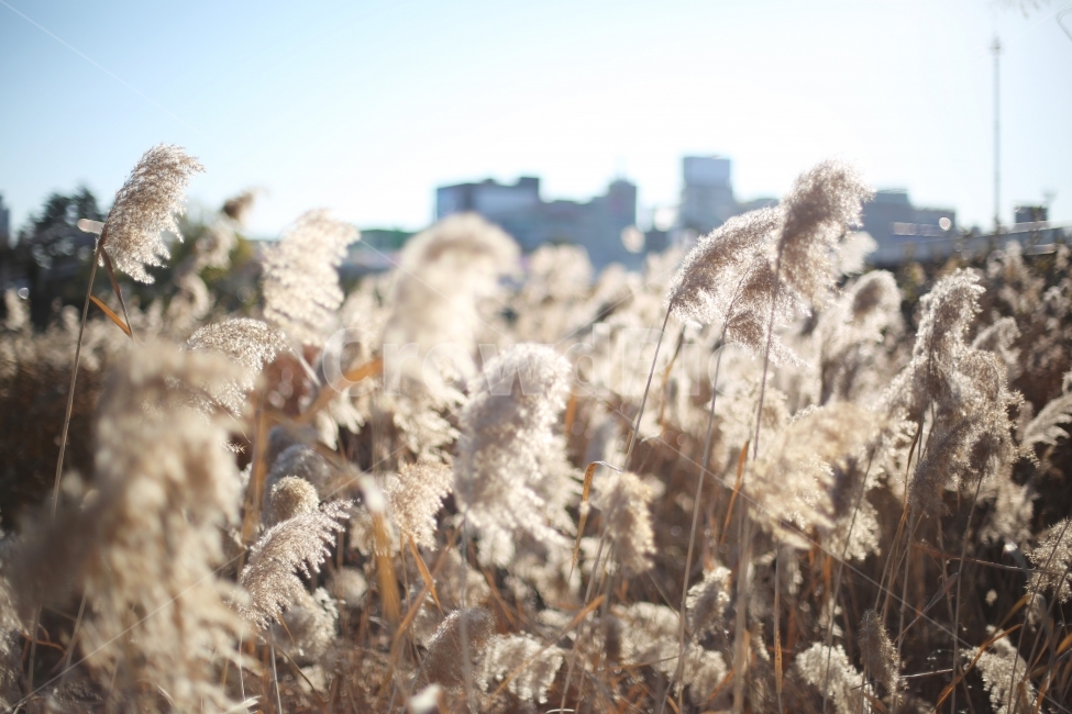 식물,계절,겨울,갈대,자연,풍경,아름다운,힐링,분위기,색감,plant,emotion,feeling,nature,winter,바람,wind,가을,계절,fall,autumn,season,식물,자연,plants,nature,감성,sensible,feeling,grass,잔디,lawn,reed