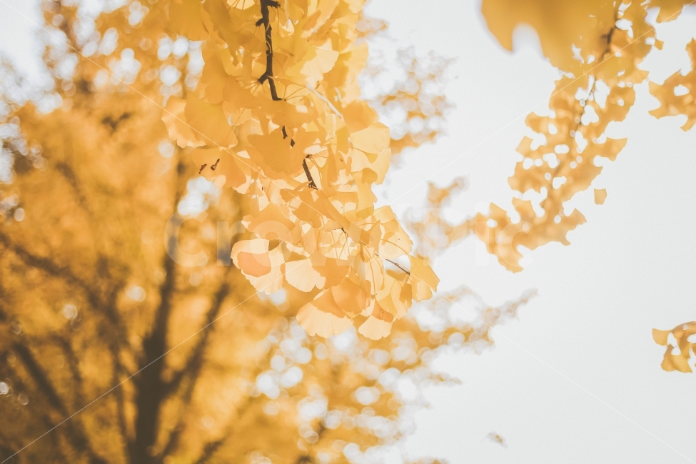 	은행나무,단풍,가을,노랑색,나무,자연,가을,계절,fall,autumn,season,식물,자연,plants,nature,감성,sensible,feeling,휴식,힐링,rest,relaxation,healing,leaf,잎,plant,tree