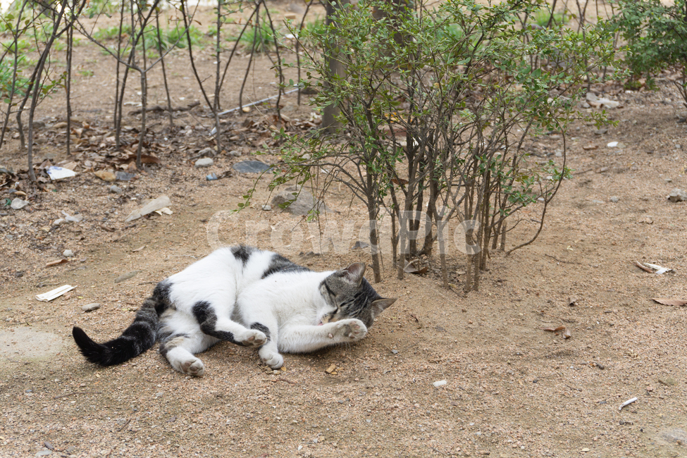 고양이,동물,길고양이,도시,자연,뒷모습,길냥이,cat,catlife,삶,그루밍,동물,animal,포유류,mammal,고양이,cat,kitten,kitty