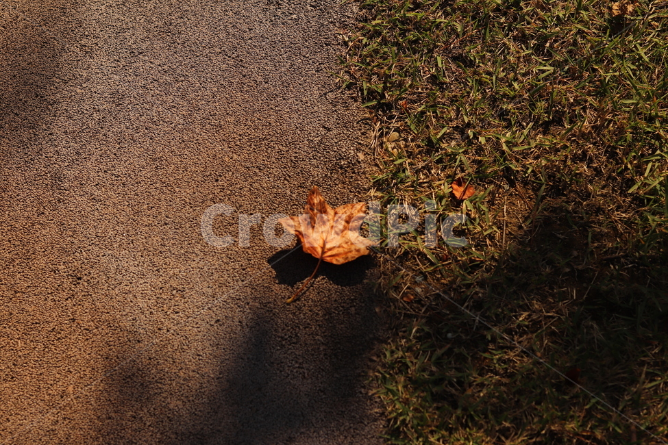 낙엽,햇빛,가을,그림자,자연,가을,계절,fall,autumn,season,leaf,잎,plant,식물,tree,나무