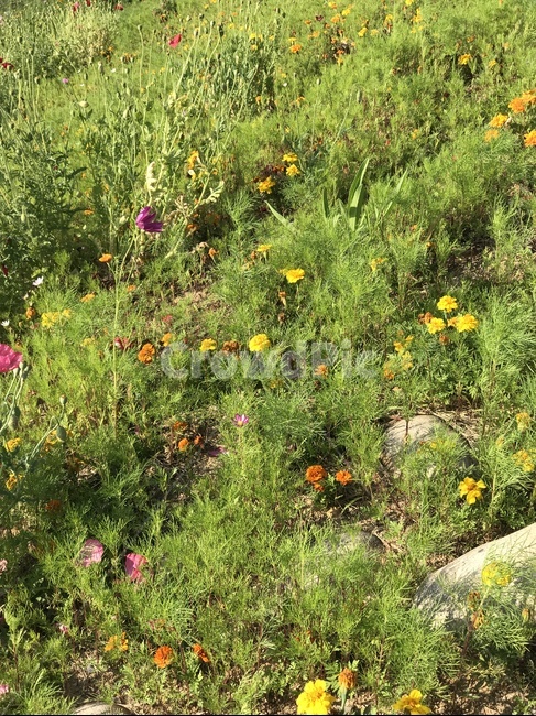 plant,식물,field,들,grassland,목초지,outdoors,옥외