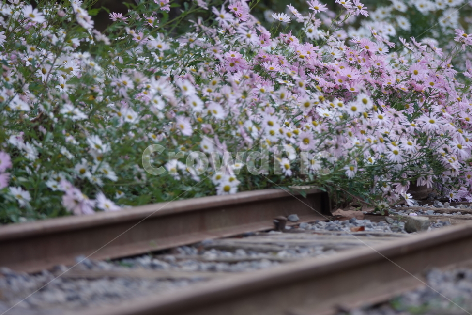 rail,레일,railway,철도,traintrack,기찻길,transportation,교통,구절초,꽃,가을,식물,자연,plants,nature,꽃,flower