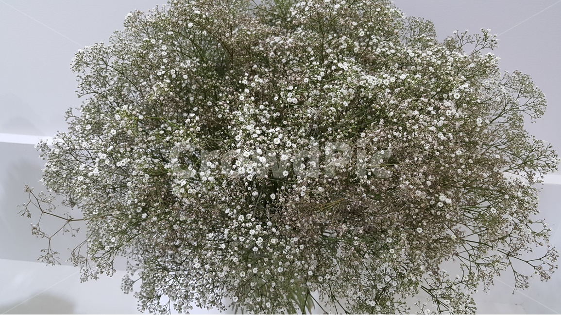 안개꽃,꽃,자연,식물,white,하얗다,꽃다발,flower,plant,decoration,흰색,식물,자연,plants,nature,꽃,flower,기념일,축하,anniversary,congratulation,celebrate,celebration