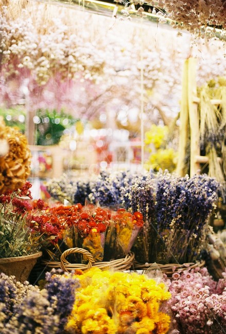 꽃,flower,네덜란드,꽃집,필름사진,감성사진,여행,hollande,flowermarket,fleur,film,필름카메라,감성,Netherlands,europe,trip,travel,voyage,flowerstore,생화,말린꽃,안개꽃,보라,빨강,식물,자연,plants,nature,꽃,flower,감성,sensible,feeling