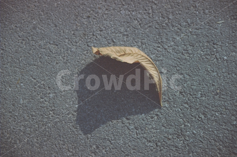 낙엽,가을,풍경,그림자,감성,가을,계절,fall,autumn,season,식물,자연,plants,nature,asphalt,아스팔트